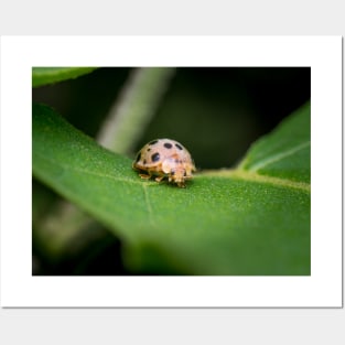 The silly 28-spotted potato ladybird managed to roll itself back on its feet Posters and Art